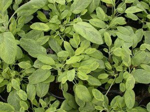 Salvia off. 'Icterina' geen maat specificatie 0,55L/P9cm - afbeelding 1