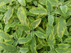 Salvia off. 'Icterina' geen maat specificatie 0,55L/P9cm - afbeelding 2