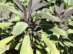 Salvia off. 'Purpurascens' geen maat specificatie 0,55L/P9cm - afbeelding 3