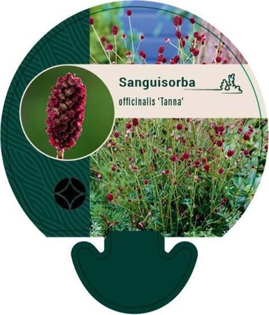 Sanguisorba o. 'Tanna' geen maat specificatie 0,55L/P9cm - afbeelding 5