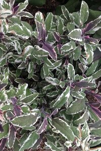 Salvia off. 'Tricolor' geen maat specificatie 0,55L/P9cm - afbeelding 1