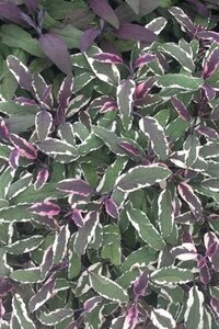 Salvia off. 'Tricolor' geen maat specificatie 0,55L/P9cm - afbeelding 4