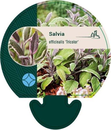 Salvia off. 'Tricolor' geen maat specificatie 0,55L/P9cm - afbeelding 6