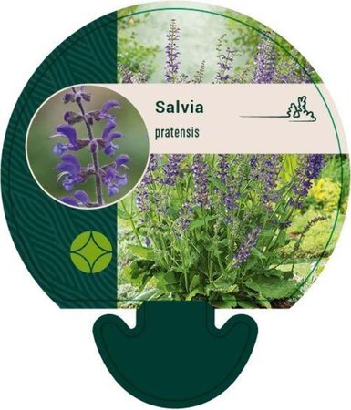 Salvia pratensis geen maat specificatie 0,55L/P9cm - afbeelding 8