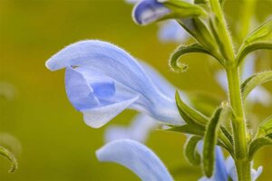 Salvia pratensis geen maat specificatie 0,55L/P9cm - afbeelding 1