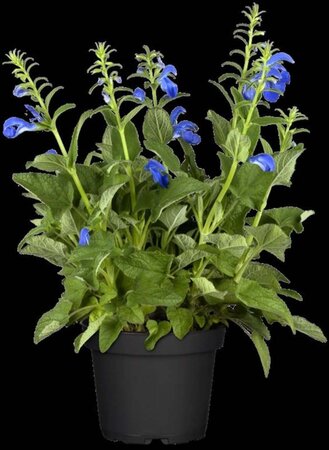 Salvia pratensis geen maat specificatie 0,55L/P9cm - afbeelding 3