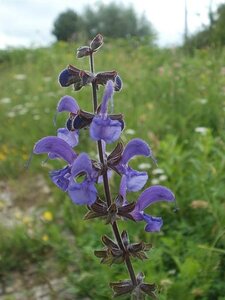 Salvia pratensis geen maat specificatie 0,55L/P9cm - afbeelding 5