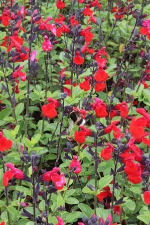 Salvia microphylla 'Royal Bumble' ® geen maat specificatie 0,55L/P9cm - afbeelding 2