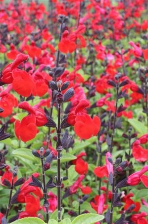 Salvia microphylla 'Royal Bumble' ® geen maat specificatie 0,55L/P9cm - afbeelding 3