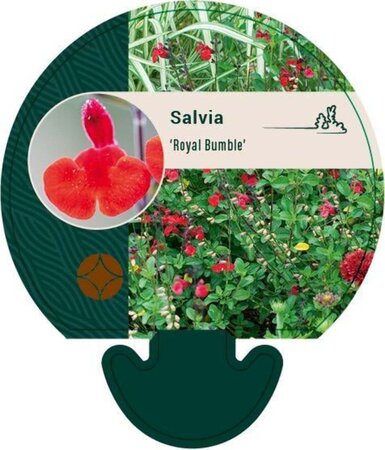 Salvia microphylla 'Royal Bumble' ® geen maat specificatie 0,55L/P9cm - afbeelding 1