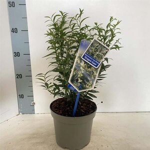 Sarcococca ruscifolia 'Dragon Gate' 20-25 cm cont. 2,0L