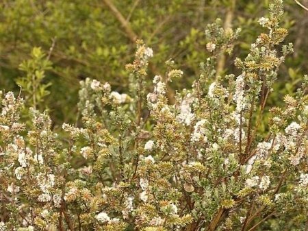 Salix repens 60-80 cm cont. 3,0L - afbeelding 1