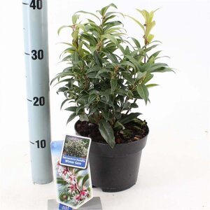 Sarcococca h. Winter Gem 20-25 cm cont. 2,0L