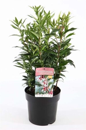 Sarcococca h. Winter Gem 30-40 cm cont. 5,0L - afbeelding 1