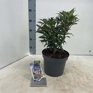 Sarcococca h. Winter Gem 30-40 cm cont. 5,0L - afbeelding 2