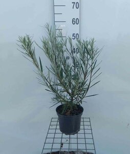 Salix rosmarinifolia 40-60 cm cont. 3,0L