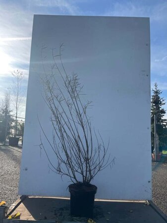 Salix rosmarinifolia 80-100 cm cont. 7,5L