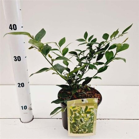 Sarcococca ruscifolia 20-25 cm cont. 2,0L - afbeelding 3