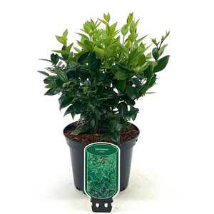 Sarcococca ruscifolia 20-25 cm cont. 2,0L - afbeelding 4