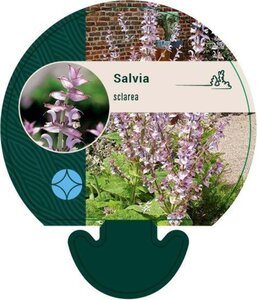 Salvia sclarea geen maat specificatie 0,55L/P9cm - afbeelding 2