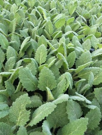 Salvia sclarea geen maat specificatie 0,55L/P9cm - afbeelding 1