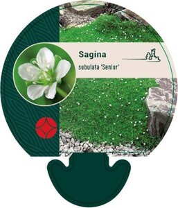 Sagina subulata 'Senior' geen maat specificatie 0,55L/P9cm - afbeelding 3