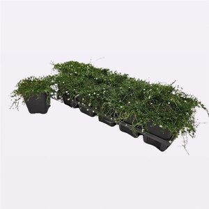 Sagina subulata 'Senior' geen maat specificatie 0,55L/P9cm - afbeelding 1