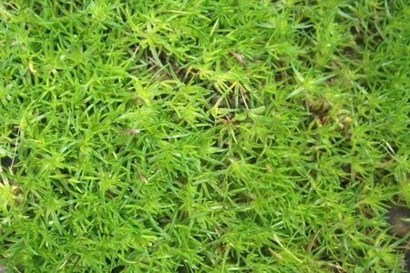 Sagina subulata geen maat specificatie 0,55L/P9cm - afbeelding 1