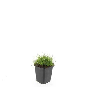 Sagina subulata geen maat specificatie 0,55L/P9cm - afbeelding 4