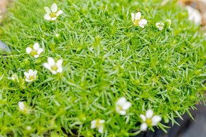 Sagina subulata geen maat specificatie 0,55L/P9cm - afbeelding 13