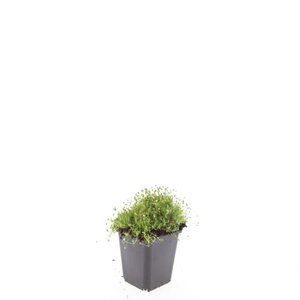 Sagina subulata geen maat specificatie 0,55L/P9cm - afbeelding 3