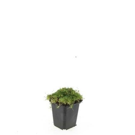 Sagina subulata geen maat specificatie 0,55L/P9cm - afbeelding 2