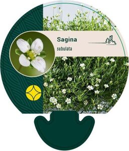 Sagina subulata geen maat specificatie 0,55L/P9cm - afbeelding 7