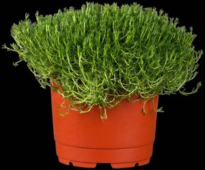 Sagina subulata geen maat specificatie 0,55L/P9cm - afbeelding 10