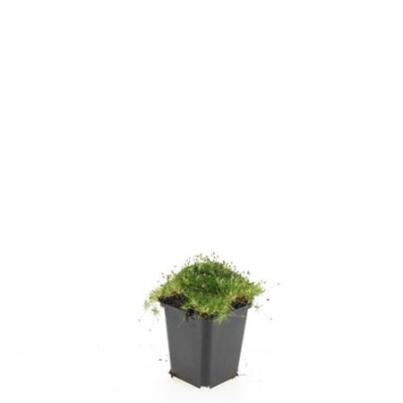 Sagina subulata geen maat specificatie 0,55L/P9cm - afbeelding 14