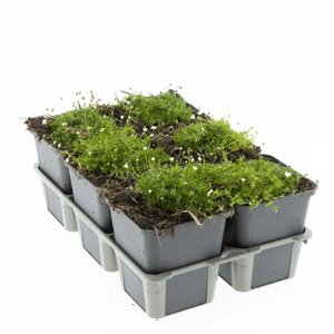 Sagina subulata geen maat specificatie 0,55L/P9cm - afbeelding 5