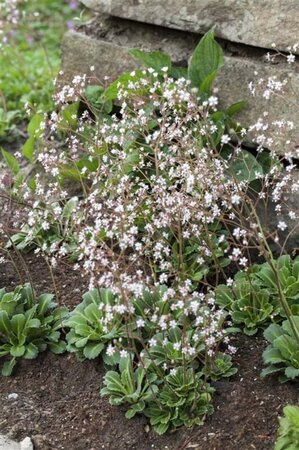 Saxifraga urbium geen maat specificatie 0,55L/P9cm - afbeelding 2