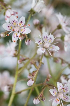 Saxifraga urbium geen maat specificatie 0,55L/P9cm - afbeelding 3