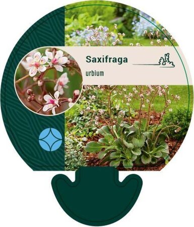 Saxifraga urbium geen maat specificatie 0,55L/P9cm - afbeelding 5