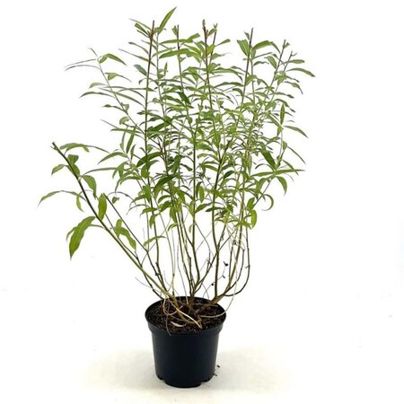 Salix udensis 'Sekka' 30-40 cm cont. 3,0L - afbeelding 2