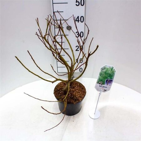 Salix udensis 'Sekka' 30-40 cm cont. 3,0L - afbeelding 1