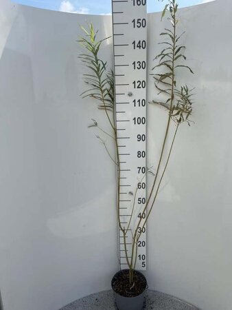 Salix viminalis 100-125 cm cont. 5,0L