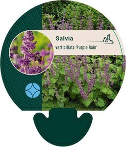 Salvia vert. 'Purple Rain' geen maat specificatie 0,55L/P9cm - afbeelding 3