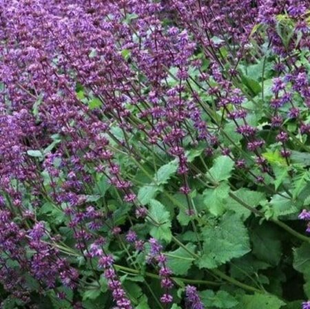 Salvia vert. 'Purple Rain' geen maat specificatie 0,55L/P9cm - afbeelding 4