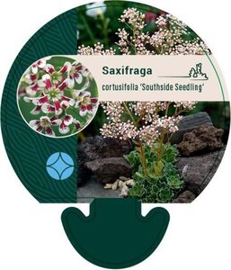 Saxifraga cot. 'Southside Seedling' geen maat specificatie 0,55L/P9cm - afbeelding 1