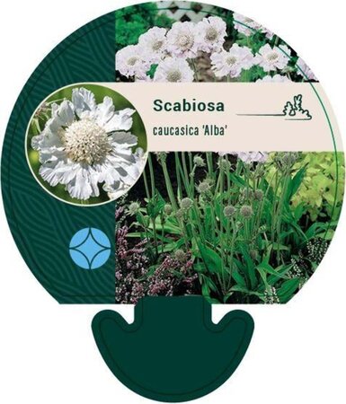 Scabiosa cauc. 'Alba' geen maat specificatie 0,55L/P9cm - afbeelding 2