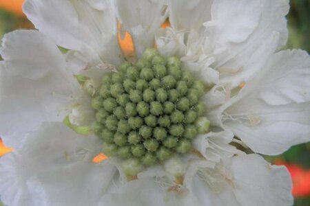 Scabiosa cauc. 'Alba' geen maat specificatie 0,55L/P9cm - afbeelding 1