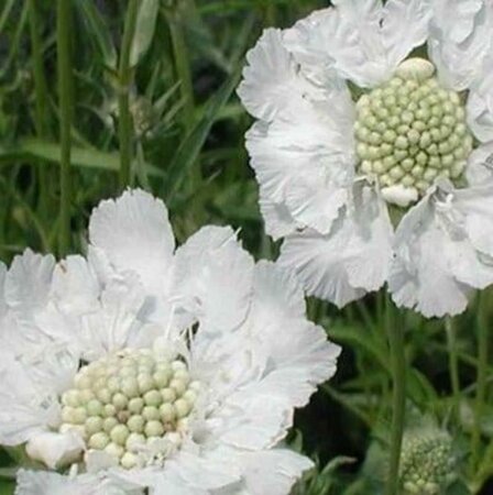 Scabiosa cauc. 'Alba' geen maat specificatie 0,55L/P9cm - afbeelding 3