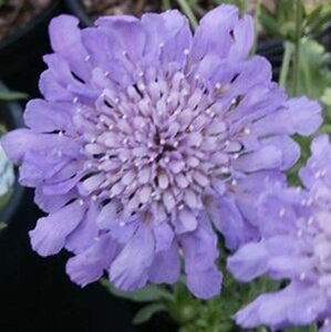 Scabiosa col. 'Butterfly Blue' geen maat specificatie 0,55L/P9cm - afbeelding 4