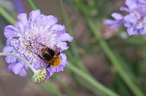 Scabiosa col. 'Butterfly Blue' geen maat specificatie 0,55L/P9cm - afbeelding 1